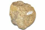 Hadrosaur (Edmontosaurus) Caudal Vertebra Centrum - Montana #331263-1